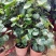 福禄桐客厅绿植花卉植物室内好养