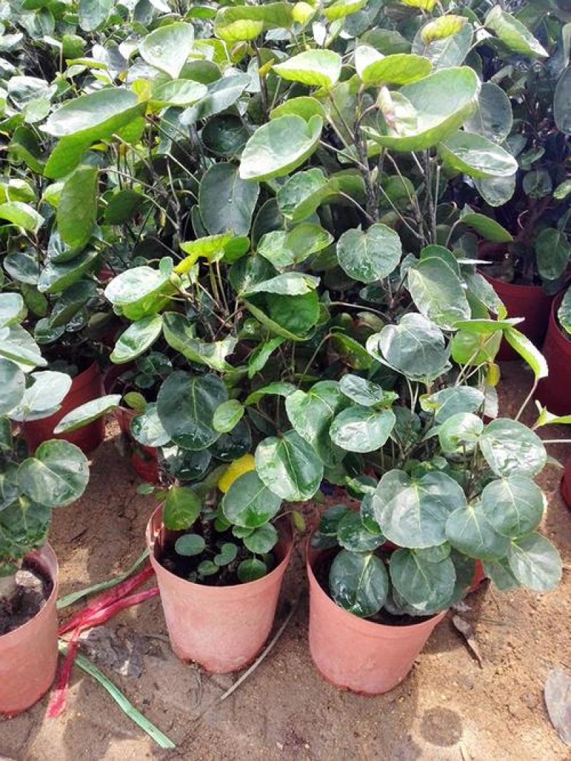 福禄桐客厅绿植花卉植物室内好养