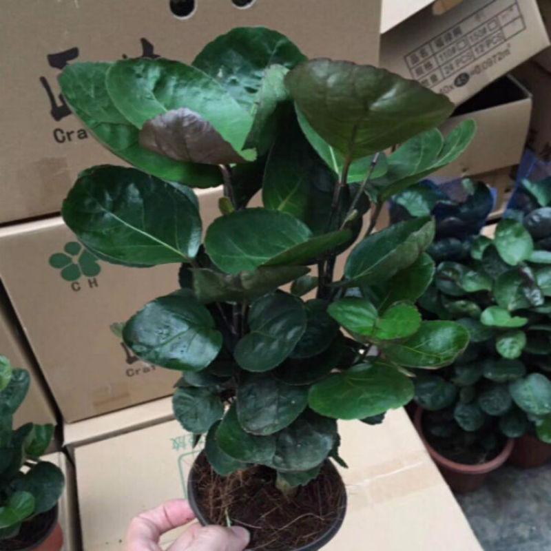 福禄桐客厅绿植花卉植物室内好养