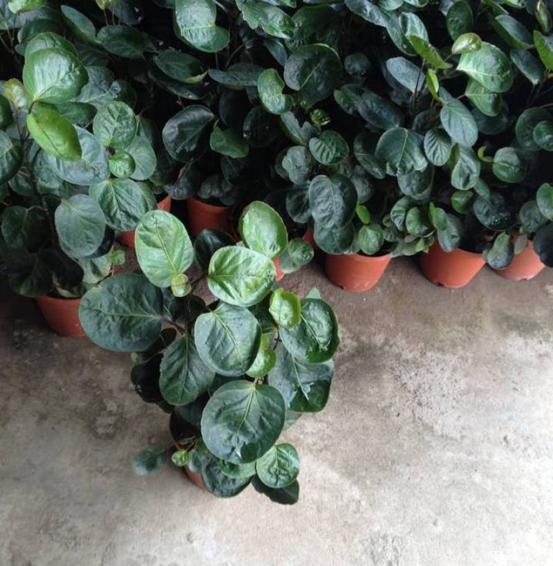 福禄桐客厅绿植花卉植物室内好养
