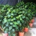 福禄桐客厅绿植花卉植物室内好养