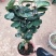 福禄桐客厅绿植花卉植物室内好养
