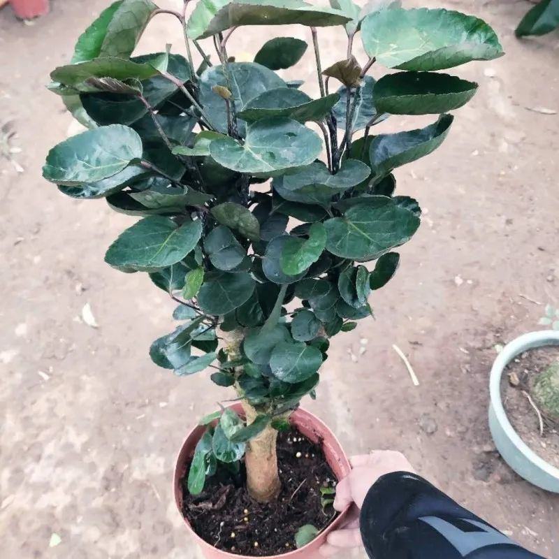 福禄桐客厅绿植花卉植物室内好养