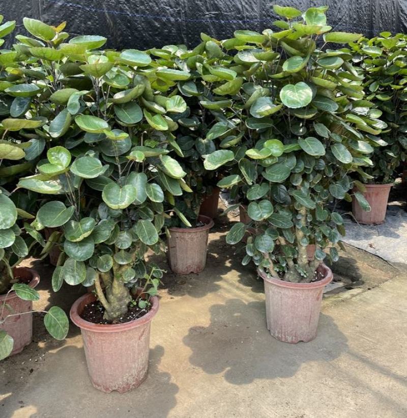 福禄桐客厅绿植花卉植物室内好养
