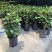 福禄桐客厅绿植花卉植物室内好养