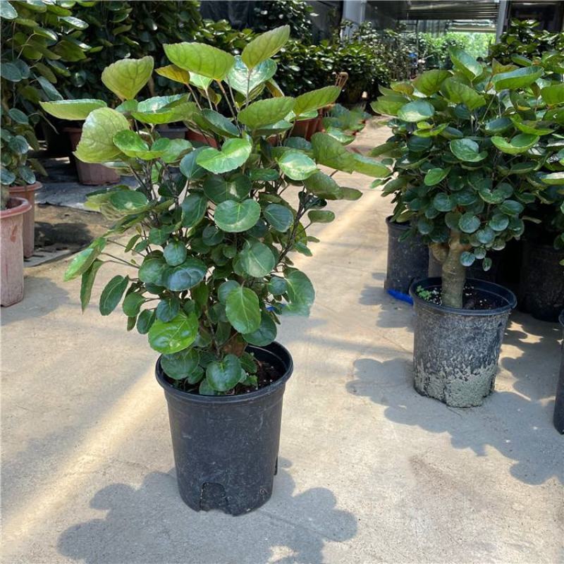 福禄桐客厅绿植花卉植物室内好养