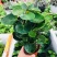 福禄桐客厅绿植花卉植物室内好养