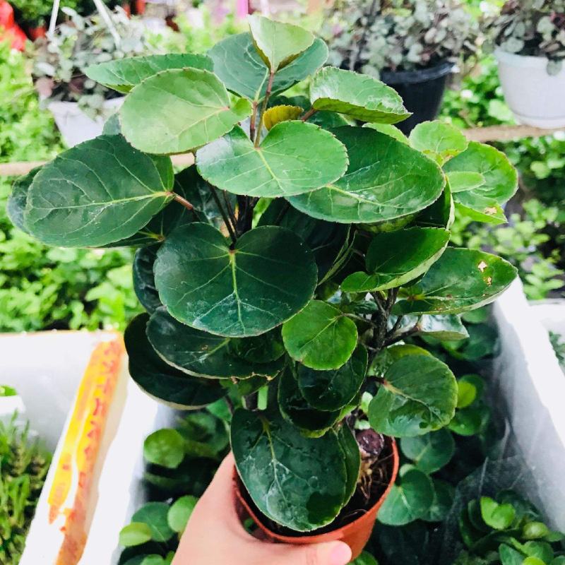 福禄桐客厅绿植花卉植物室内好养