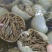 四川重庆整个毛肚百叶火锅食材涮牛毛肚带底板冷整半块成品
