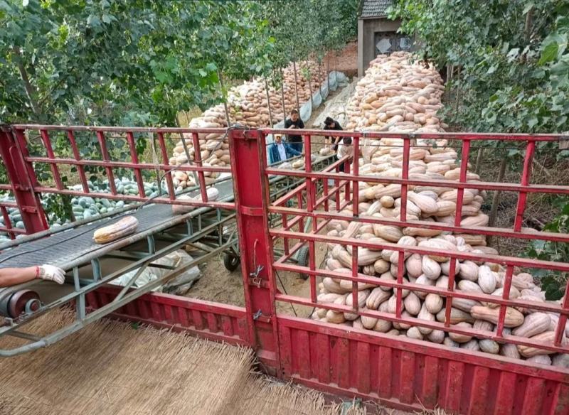 《实力商家》密本南瓜，河南南瓜，开封蜜本南瓜，大吨位供应