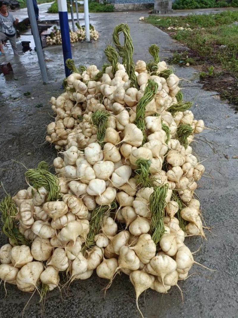 蔬菜型凉薯又称地萝卜（白地瓜）属热带水果，个头大脆嫩多汁