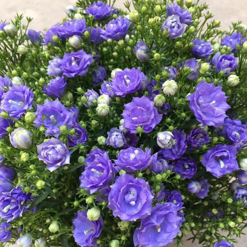 丹麦风铃花盆栽带花苞四季开花耐寒好养活室内庭院阳台绿植花