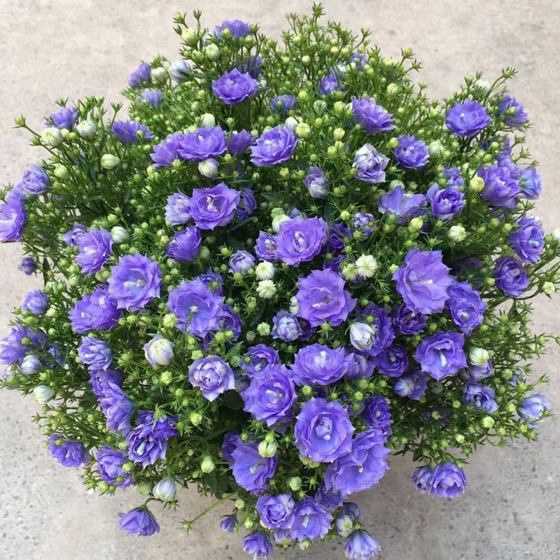 丹麦风铃花盆栽带花苞四季开花耐寒好养活室内庭院阳台绿植花