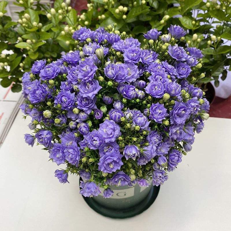 丹麦风铃花盆栽带花苞四季开花耐寒好养活室内庭院阳台绿植花