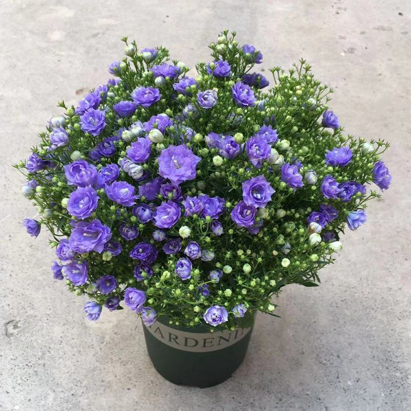 丹麦风铃花盆栽带花苞四季开花耐寒好养活室内庭院阳台绿植花