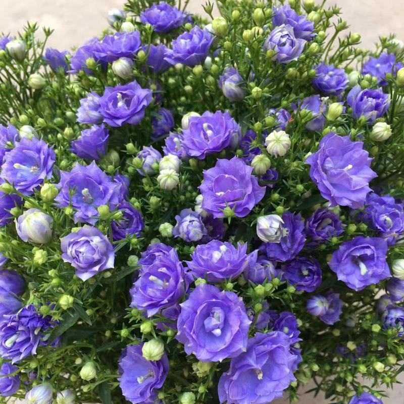 丹麦风铃花盆栽带花苞四季开花耐寒好养活室内庭院阳台绿植花