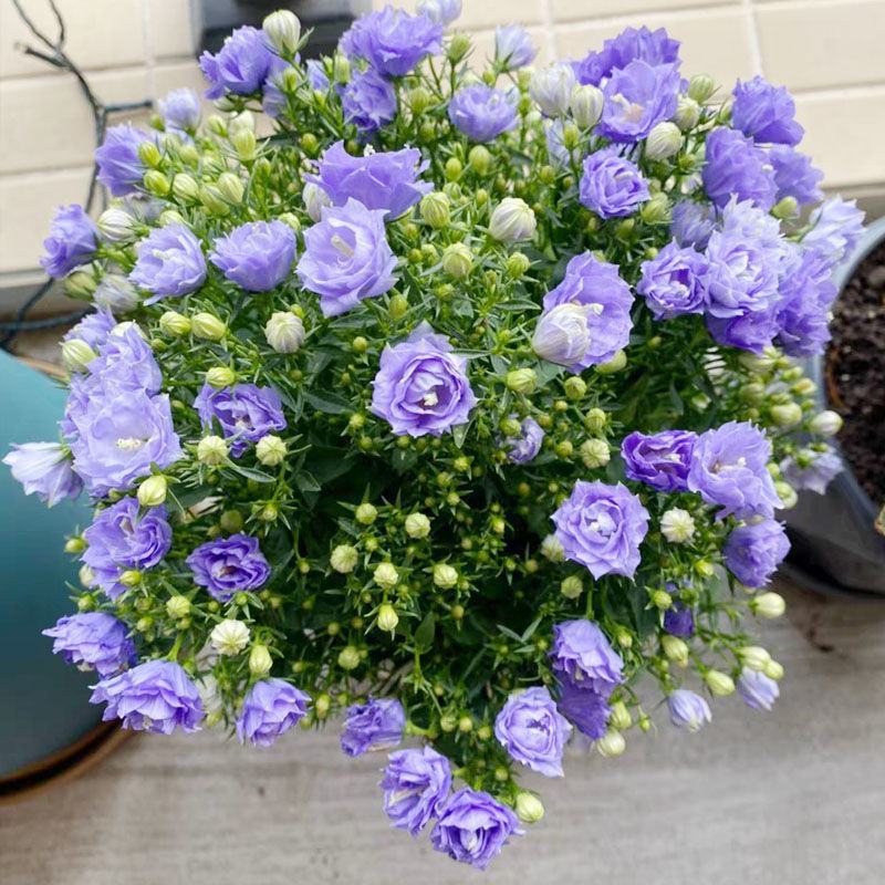 丹麦风铃花盆栽带花苞四季开花耐寒好养活室内庭院阳台绿植花