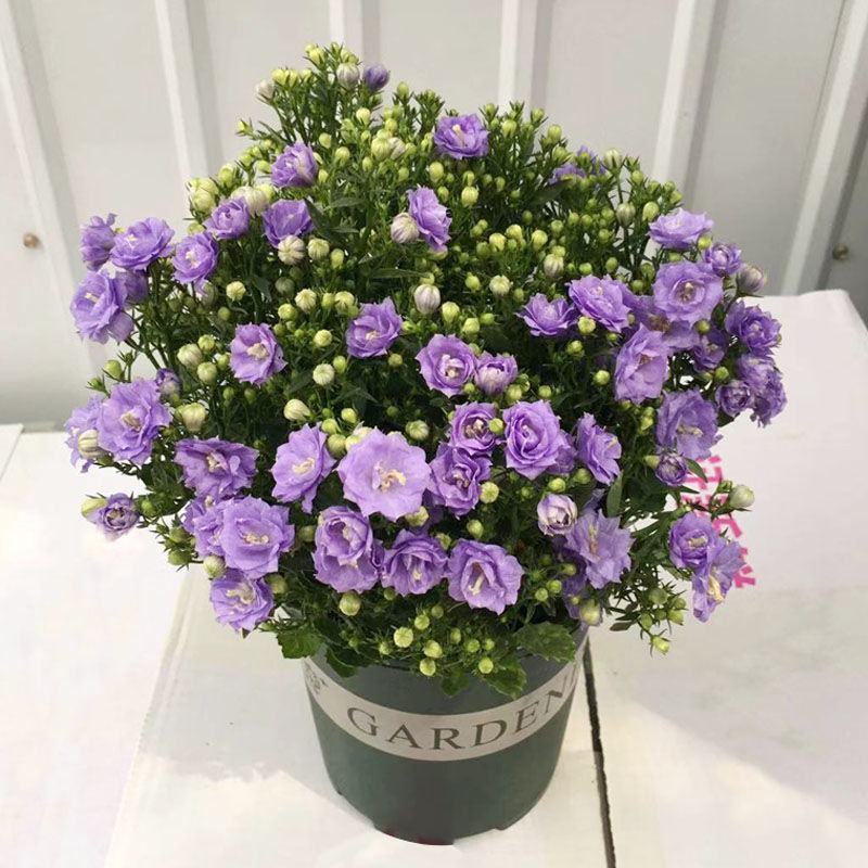丹麦风铃花盆栽带花苞四季开花耐寒好养活室内庭院阳台绿植花