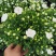 丹麦风铃花盆栽带花苞四季开花耐寒好养活室内庭院阳台绿植花