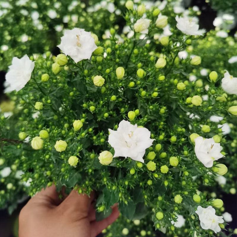 丹麦风铃花盆栽带花苞四季开花耐寒好养活室内庭院阳台绿植花