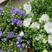丹麦风铃花盆栽带花苞四季开花耐寒好养活室内庭院阳台绿植花