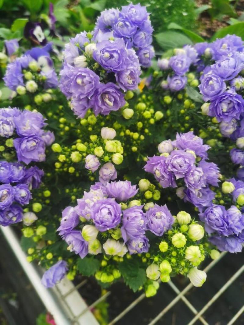 丹麦风铃花盆栽带花苞四季开花耐寒好养活室内庭院阳台绿植花