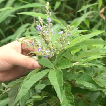 草药，五指风