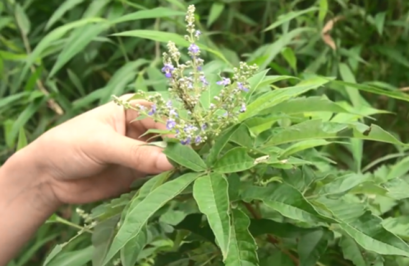 草药，五指风