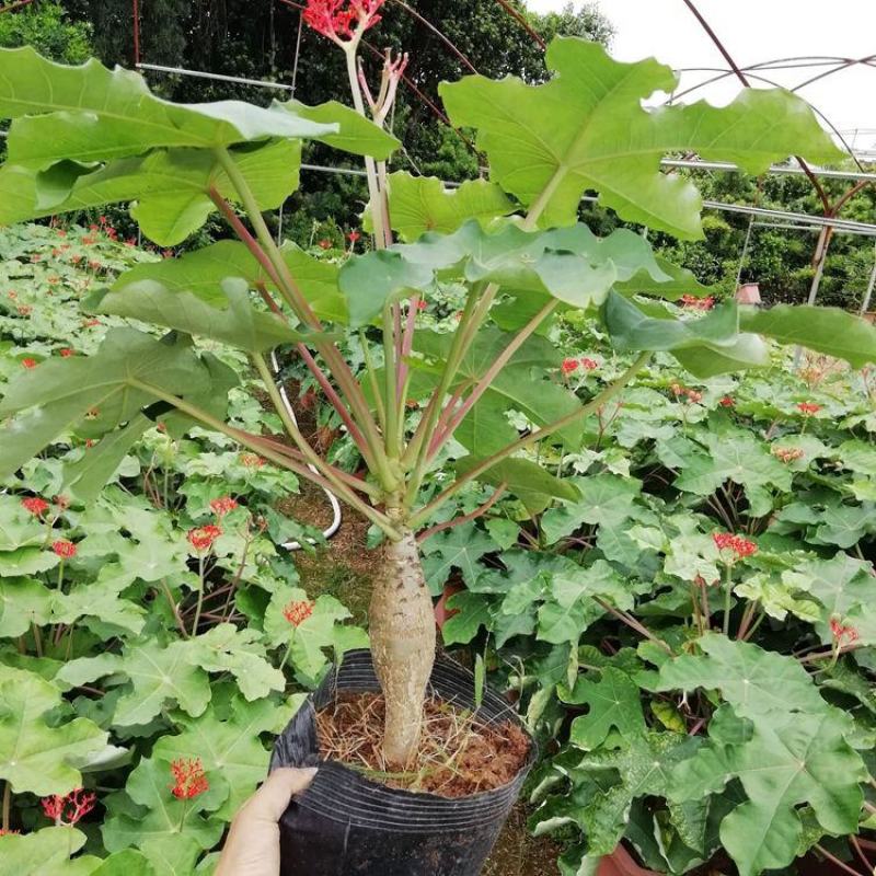 佛肚海棠根块植物大肚海棠花室内阳台绿植美观净化空气盆景