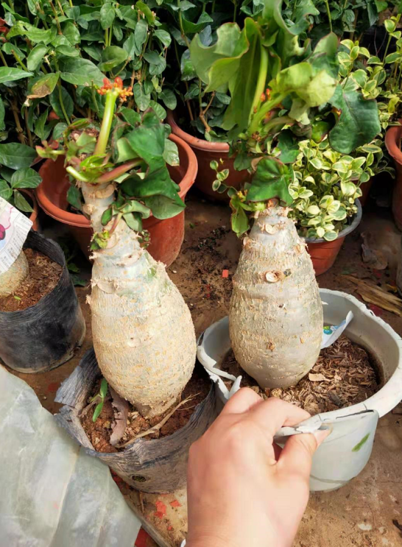 佛肚海棠根块植物大肚海棠花室内阳台绿植美观净化空气盆景
