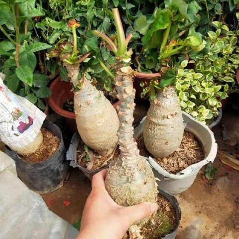 佛肚海棠根块植物大肚海棠花室内阳台绿植美观净化空气盆景