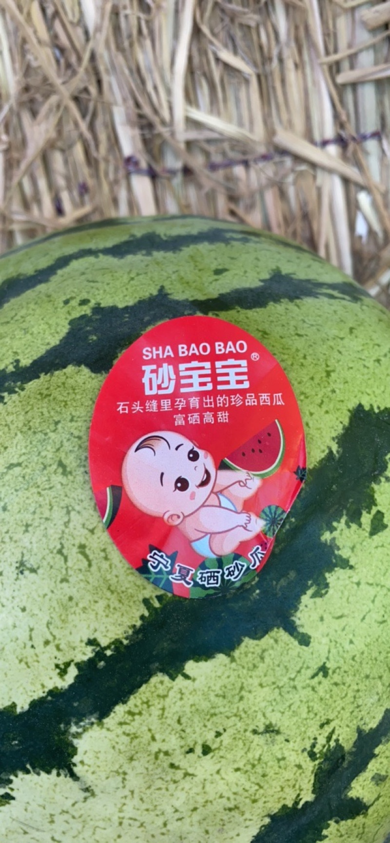 甘肃靖远硒砂瓜金城五号，金花，货源充足代收代发全国