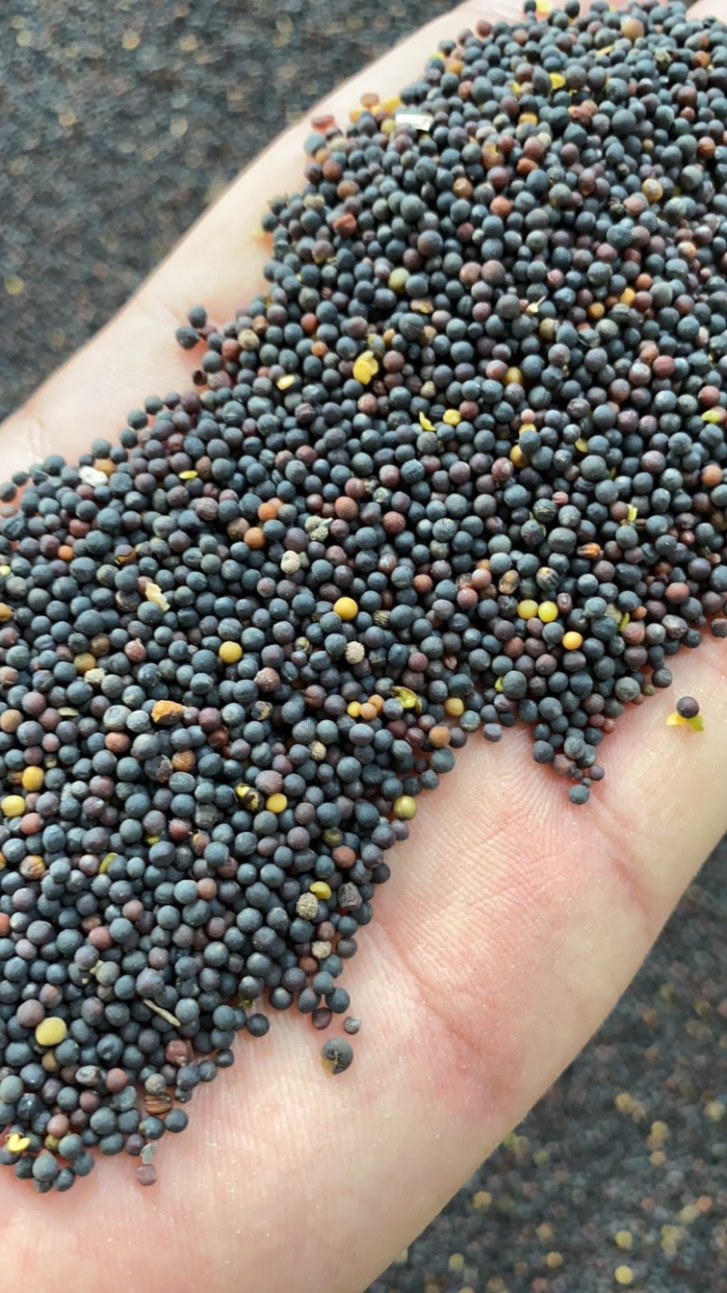 精品油菜籽菜籽现货供应价格可谈全国发货欢迎致电联系