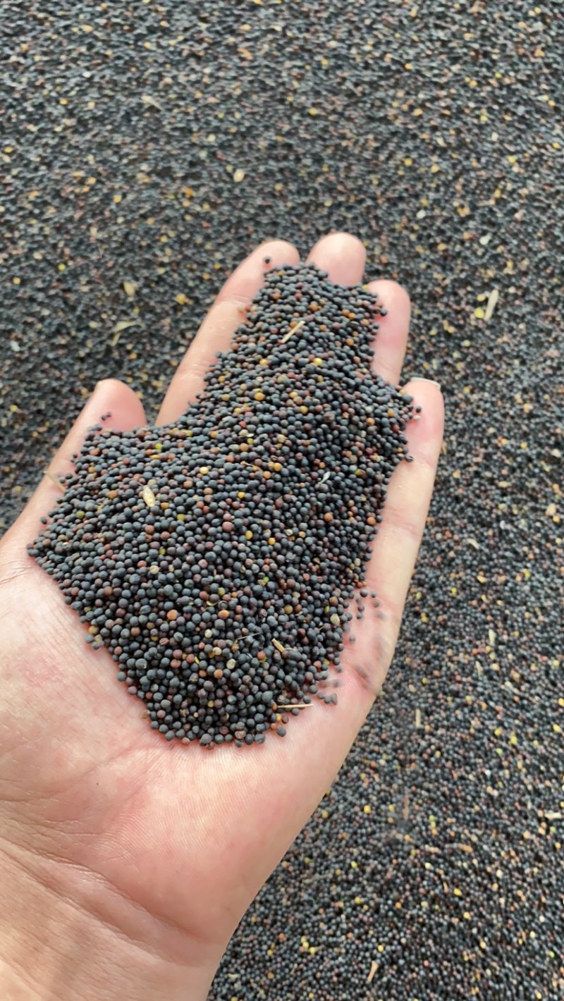 菜籽黑菜籽出油率高质量优质诚信经营