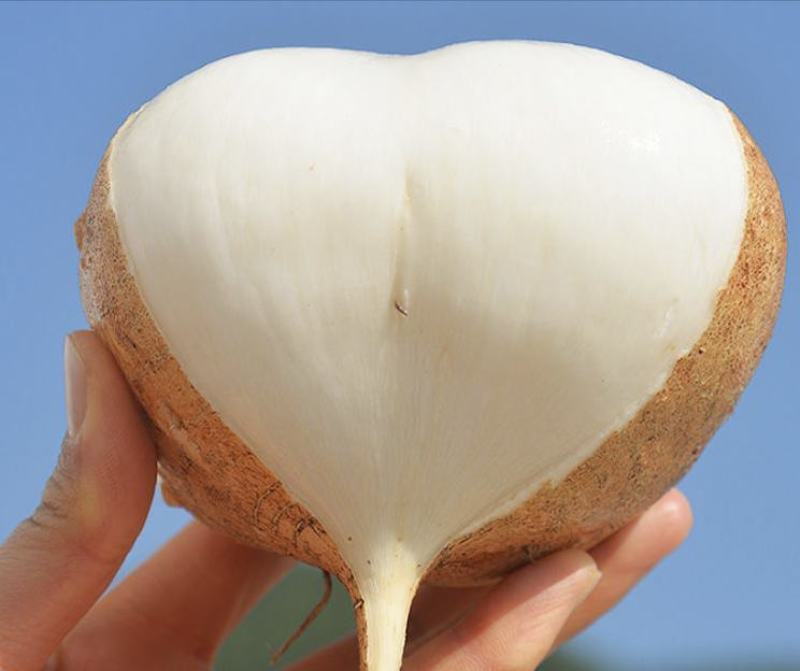 凉薯新鲜现挖凉薯质量保证湛江基地供应市场货，电商货