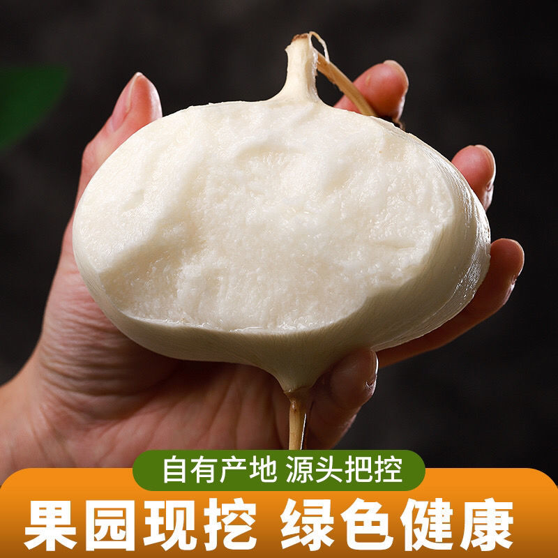 凉薯新鲜现挖凉薯质量保证湛江基地供应市场货，电商货