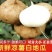 凉薯新鲜现挖凉薯质量保证湛江基地供应市场货，电商货