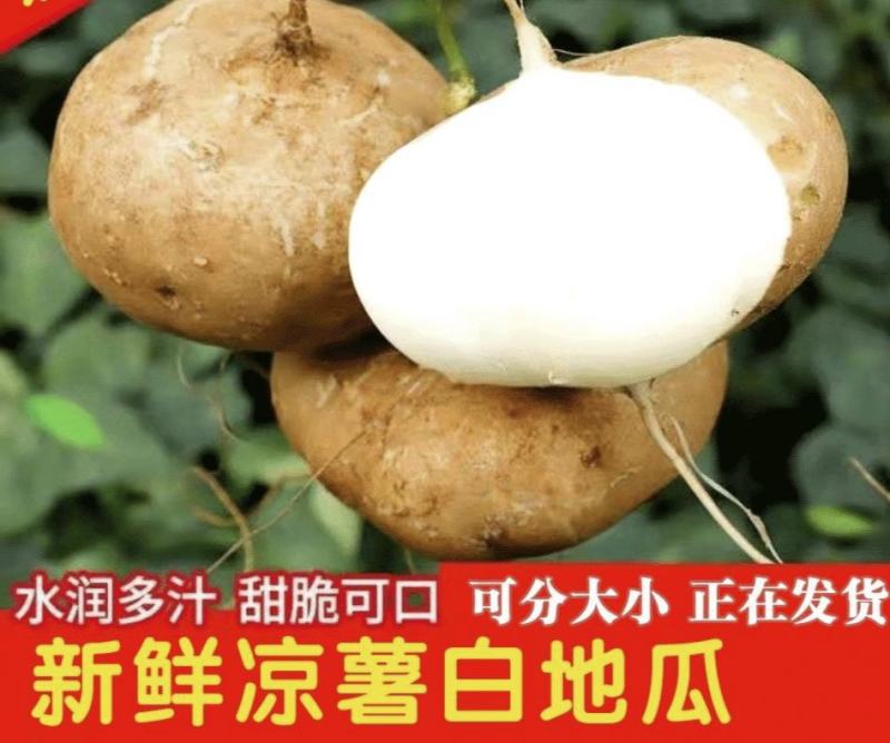 凉薯新鲜现挖凉薯质量保证湛江基地供应市场货，电商货