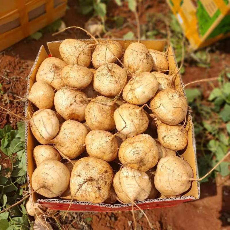 凉薯新鲜现挖凉薯质量保证湛江基地供应市场货，电商货