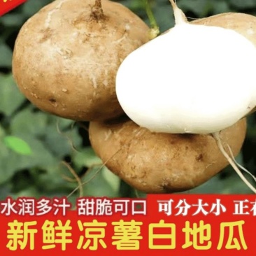 凉薯新鲜现挖凉薯质量保证湛江基地供应市场货，电商货