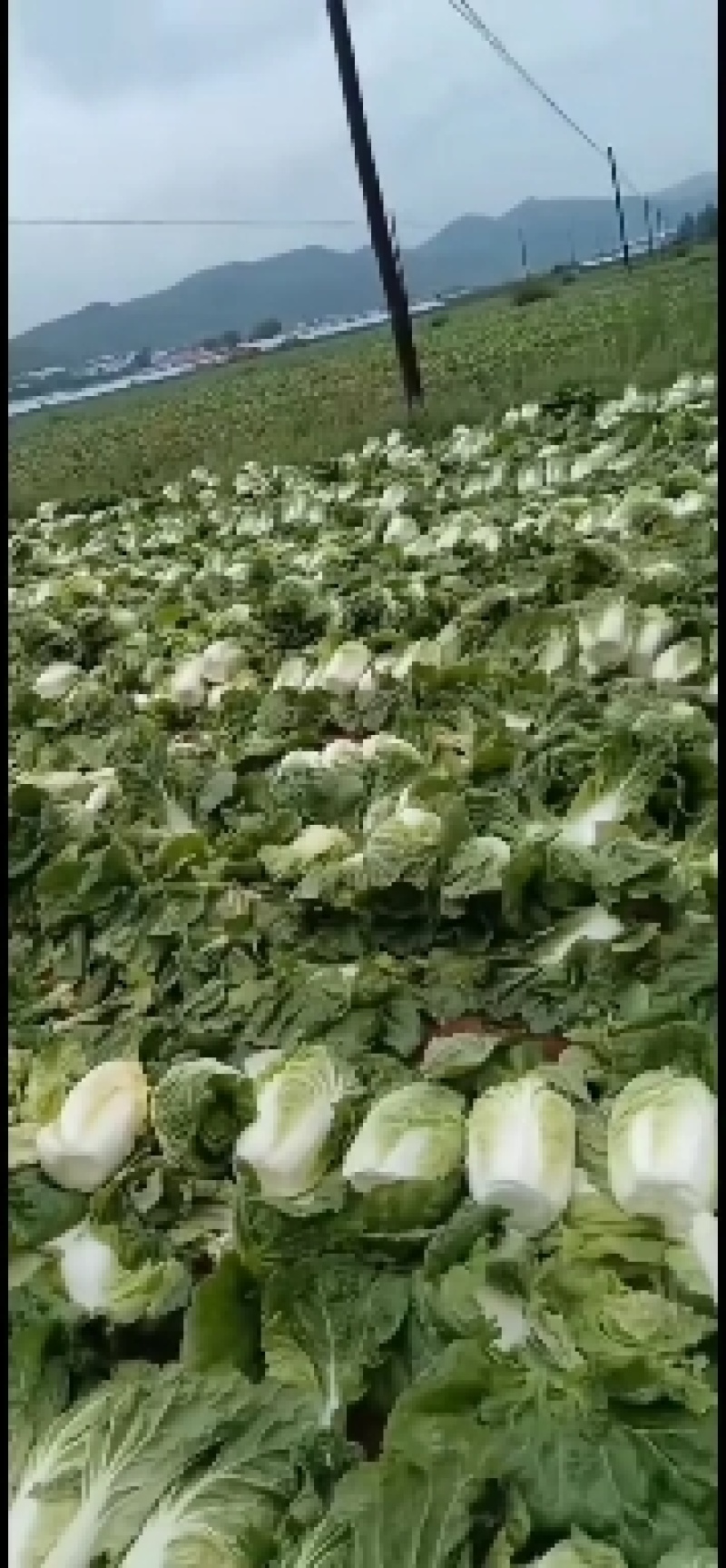 精品大白菜，产地直发，质量保证，欢迎来电咨询