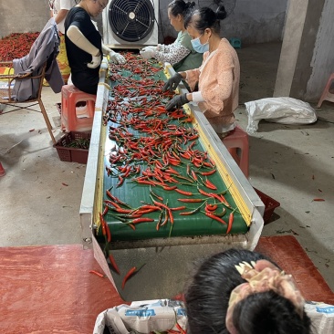 小米辣大量上市精品早香王、艳红，瑞丽青、红小米辣椒