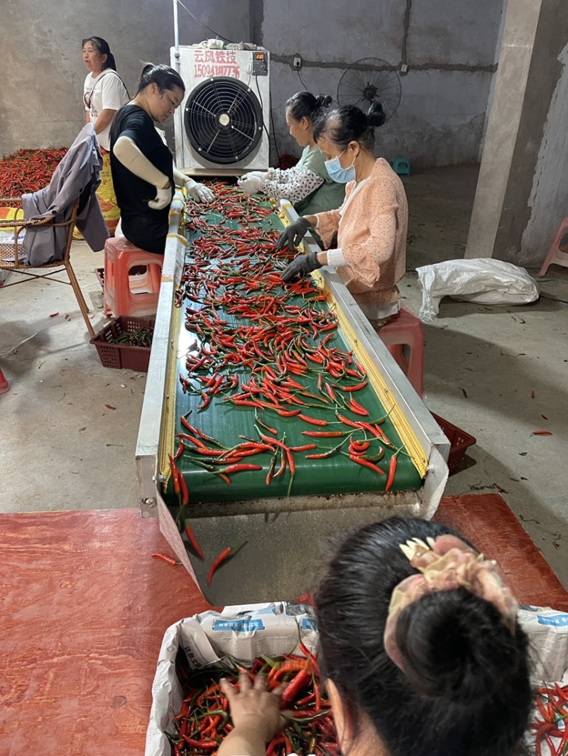 小米辣大量上市精品早香王、艳红，瑞丽青、红小米辣椒