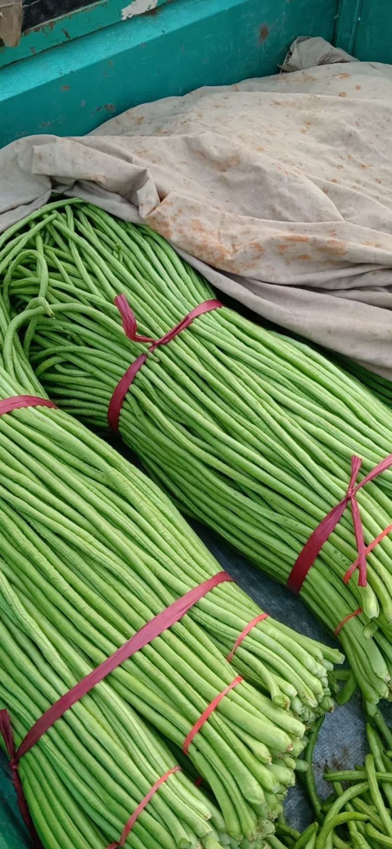 精品长豆角，颜色深绿长条直溜，可供超市，市场，脱水，加工