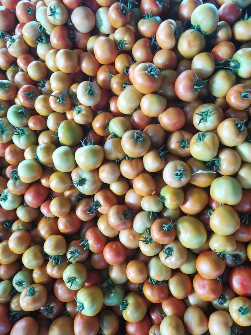 硬粉、口感、大红西红柿各产地直采发货货源稳定