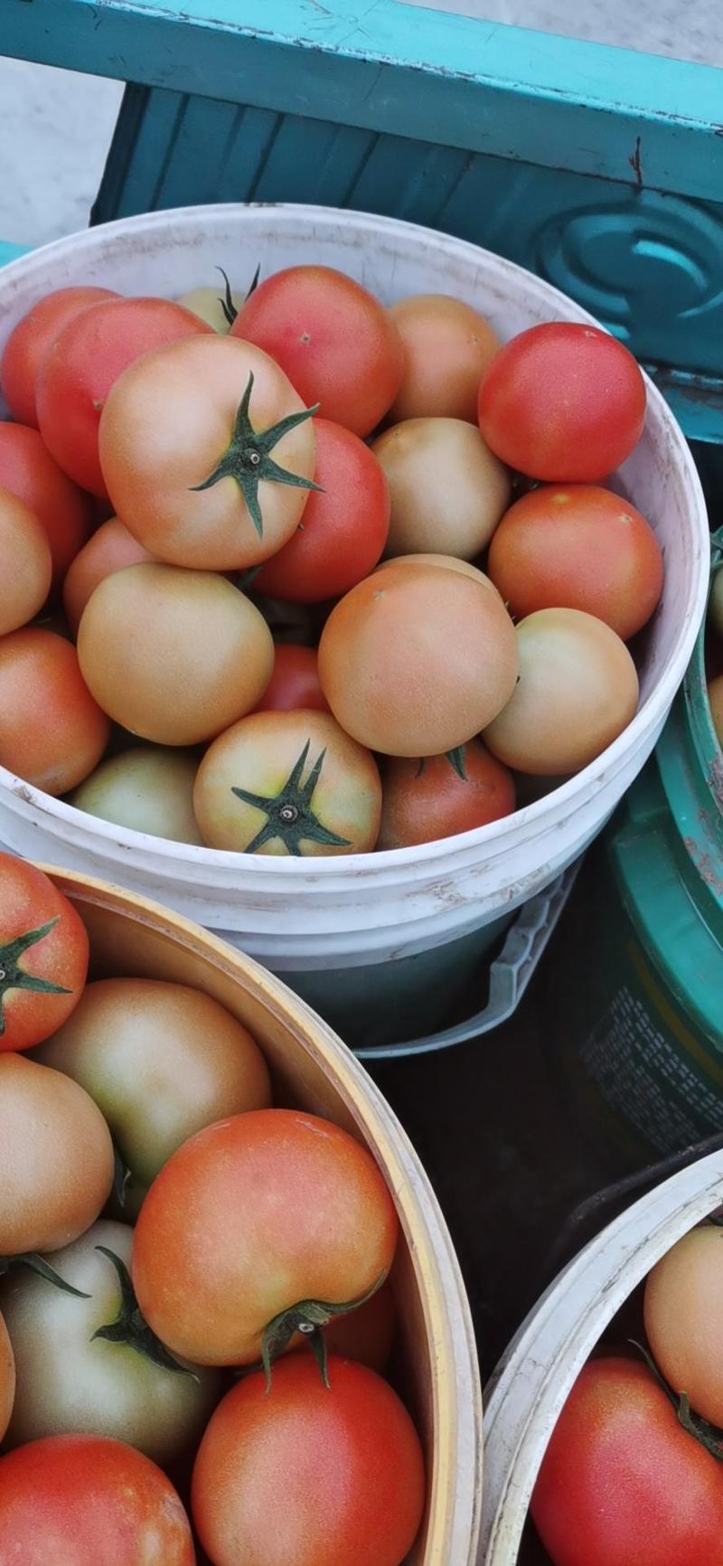 硬粉、口感、大红西红柿各产地直采发货货源稳定