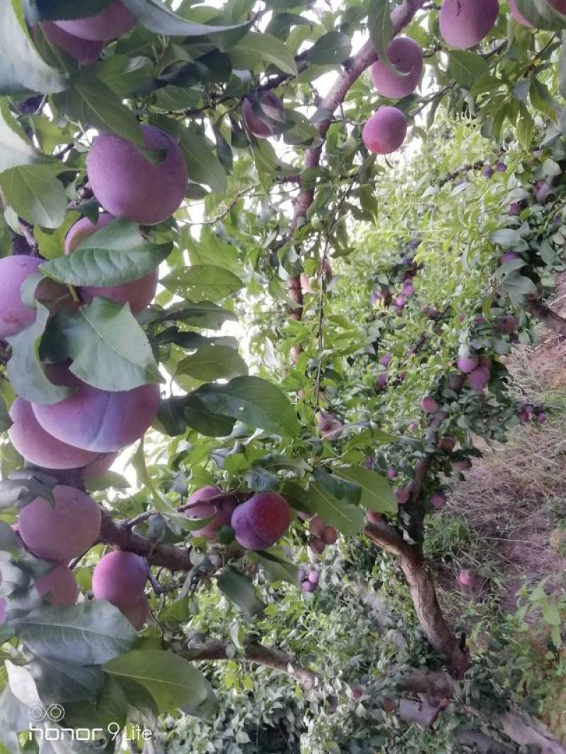 【优选商家】大甜黑巨李丶黑总统大李子，黑布林，货量充足