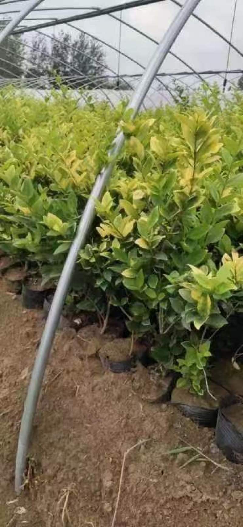 金森女贞，红叶石楠杯苗，基地大量出售，规格齐全，质量保证