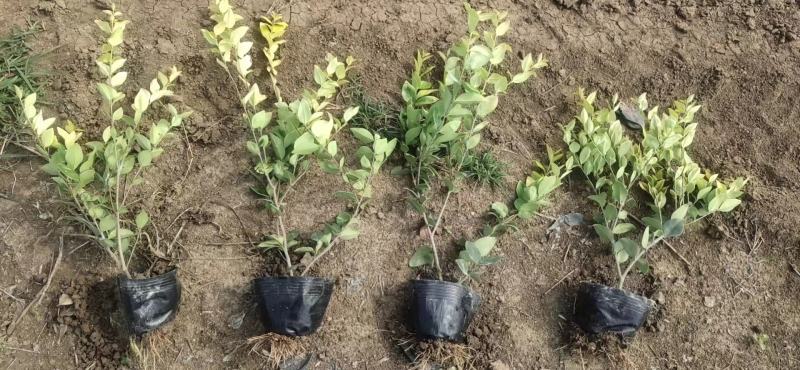 金森女贞，红叶石楠杯苗，基地大量出售，规格齐全，质量保证