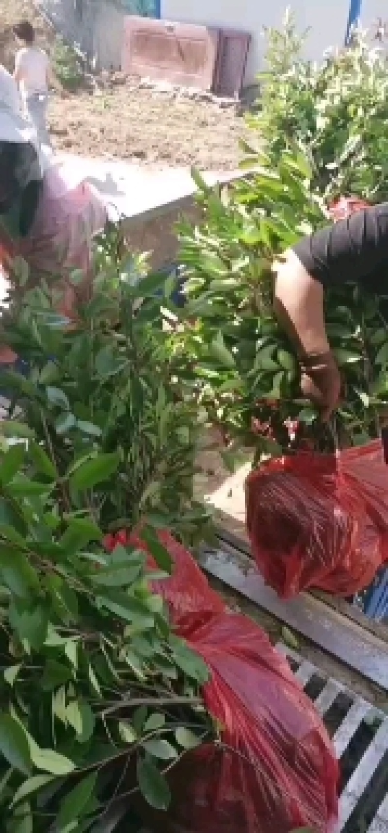 金森女贞，红叶石楠杯苗，基地大量出售，规格齐全，质量保证